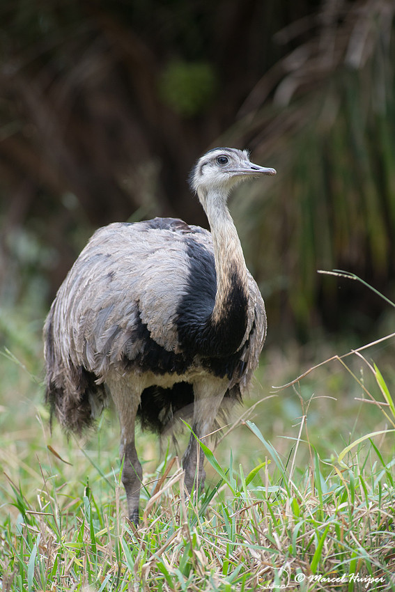 Greater rhea (Rhea americana), Pantanal, Mato Grosso do Sul, Bra