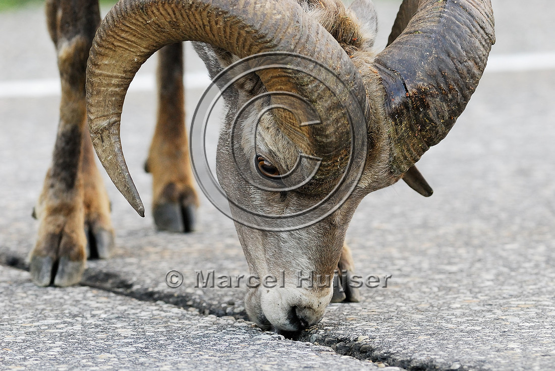 Bighorn sheep (Ovis canadensis) ram licking roadsalt, British Columbia, Canada