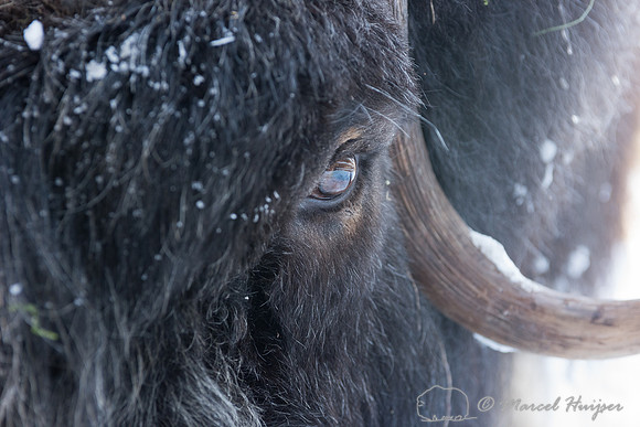 Detail of Muskox  (Ovibos moschatus) in winter, Sweden, captive