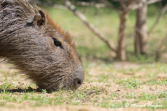 Capybara (Hydrochoerus hydrochaeris), Pantanal, Mato Grosso do S