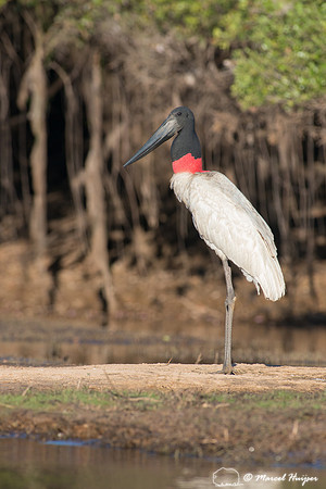 Jabiru (Jabiru mycteria), Pantanal, Mato Grosso do Sul, Brazil