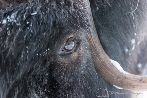 Detail of Muskox  (Ovibos moschatus) in winter, Sweden, captive