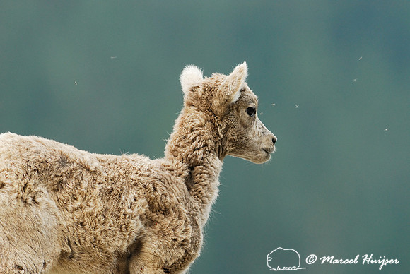 Bighorn sheep (Ovis canadensis) ram, British Columbia, Canada