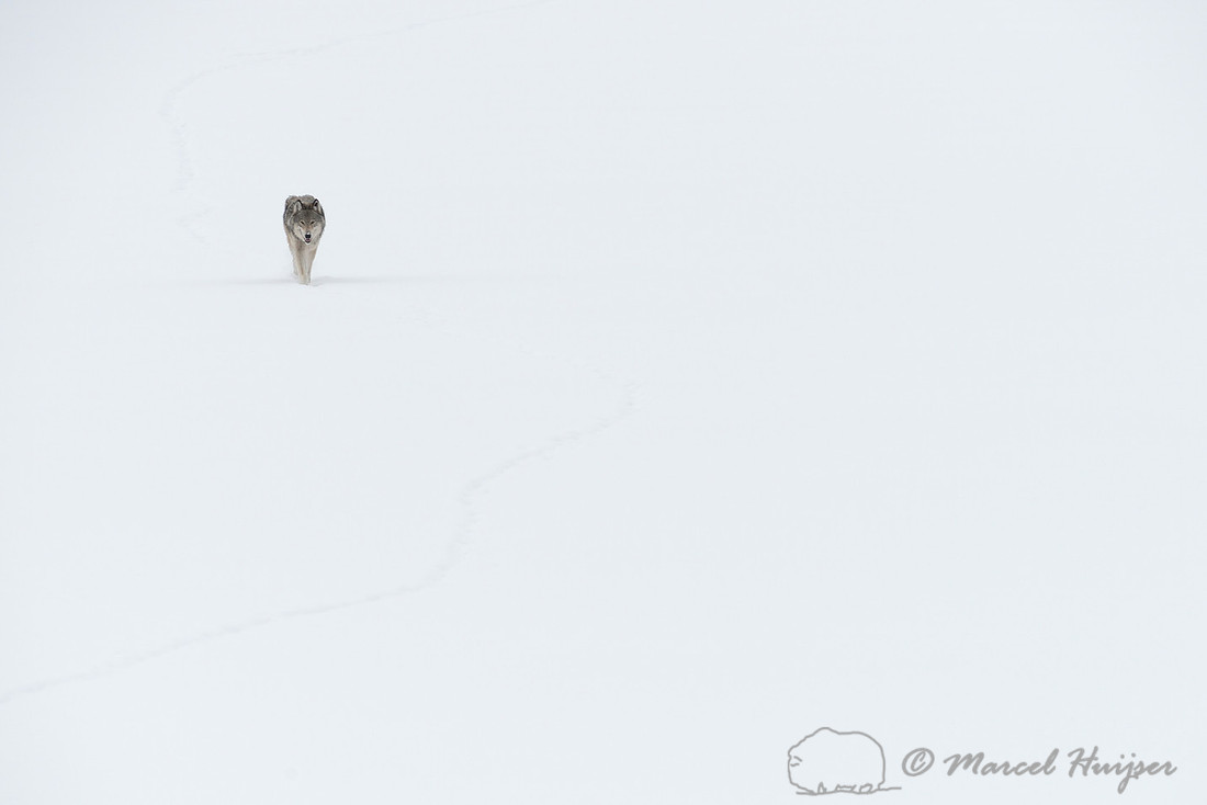 Winter wolf (Canis lupus), approaching on snow covered frozen river, Wyoming, USA