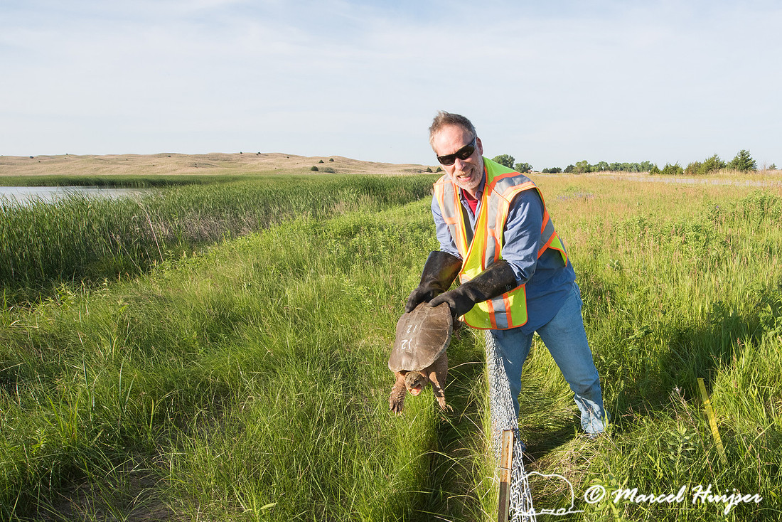 Marcel Huijser lifts a common snapping turtle (Chelydra serpenti