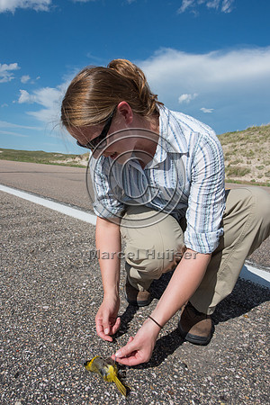 Brooke Stansberry investigates a roadkilled oriole (Icterus sp.)