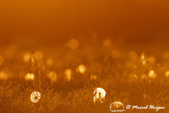 Yellow salsify (Tragopogon dubius) seed heads in a meadow at sunset, Montana, USA