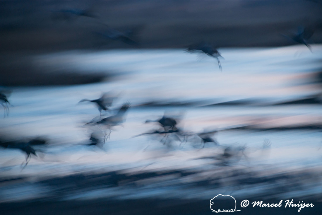 Sandhill cranes (Grus canadensis), Platte River, Nebraska, USA