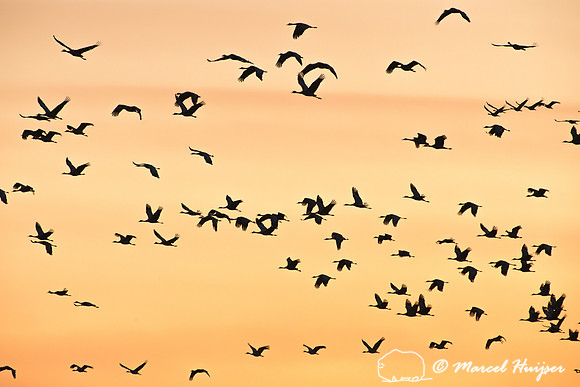 Sandhill cranes (Grus canadensis), Platte River, Nebraska, USA