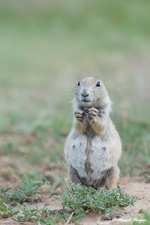 Black-tailed prairie dog (Cynomys ludovicianus), Wyoming, USA