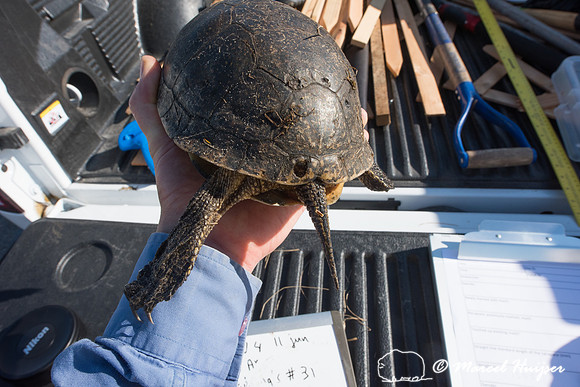Blanding's turtle (Emydoidea blandingii) previously marked with