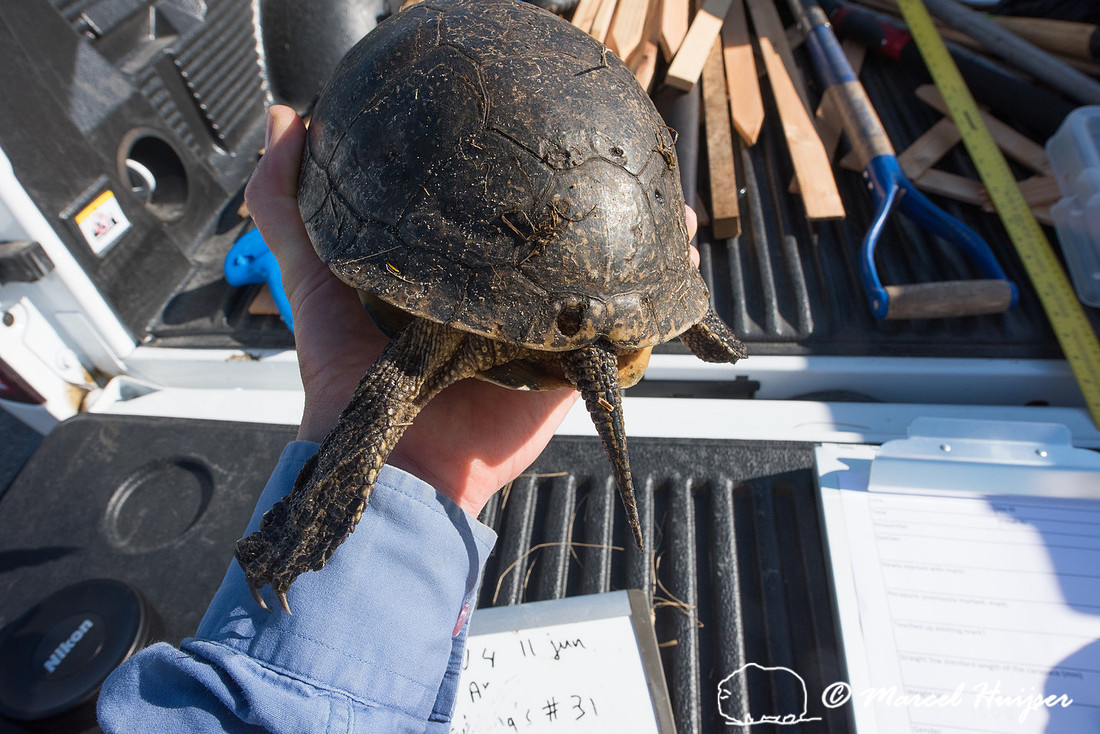 Blanding's turtle (Emydoidea blandingii) previously marked with