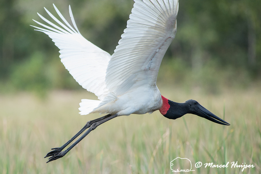 Jabiru (Jabiru mycteria), Pantanal, Mato Grosso do Sul, Brazil