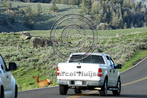 Elk (Cervus canadensis) approaching and crossing road, WY