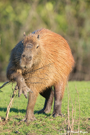 Capybara (Hydrochoerus hydrochaeris), Pantanal, Mato Grosso do S
