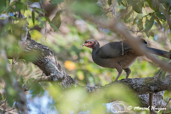 Rusty-margined guan (Penelope superciliaris), Pantanal, Mato Gro