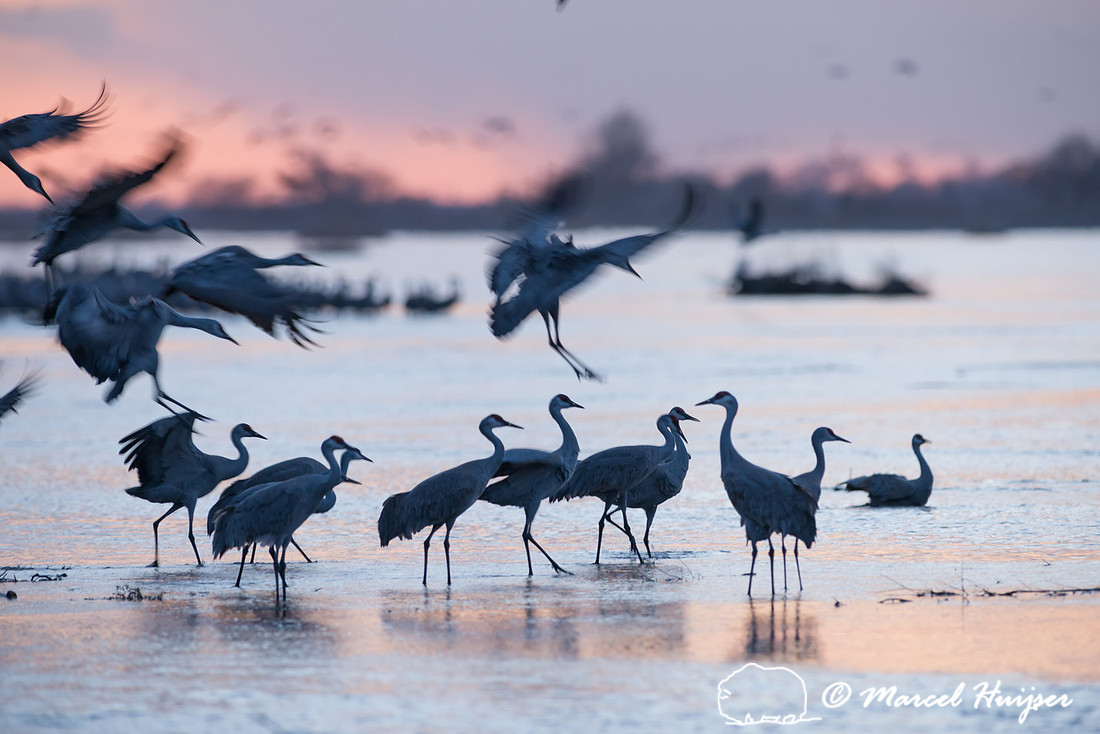 Sandhill cranes (Grus canadensis), Platte River, Nebraska, USA