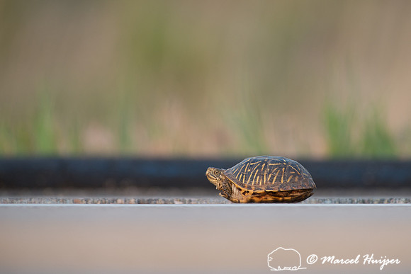 Ornate box turtle (Terrapene ornata ornata) on US Hwy 83 through
