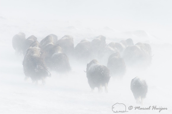 Muskoxen (Ovibos moschatus) herd running away, Dovrefjell, Norwa