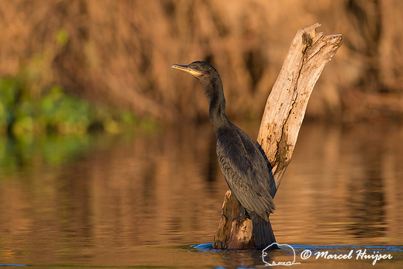 Neotropic cormorant (Phalacrocorax brasilianus), Pantanal, Mato