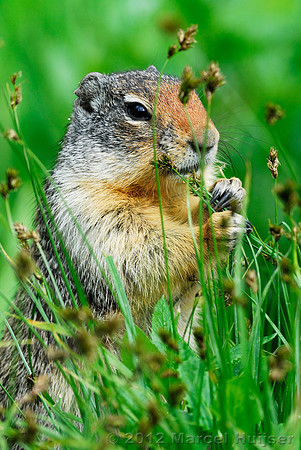 Columbian ground squirrel (Urocitellus columbianus), Montana, USA