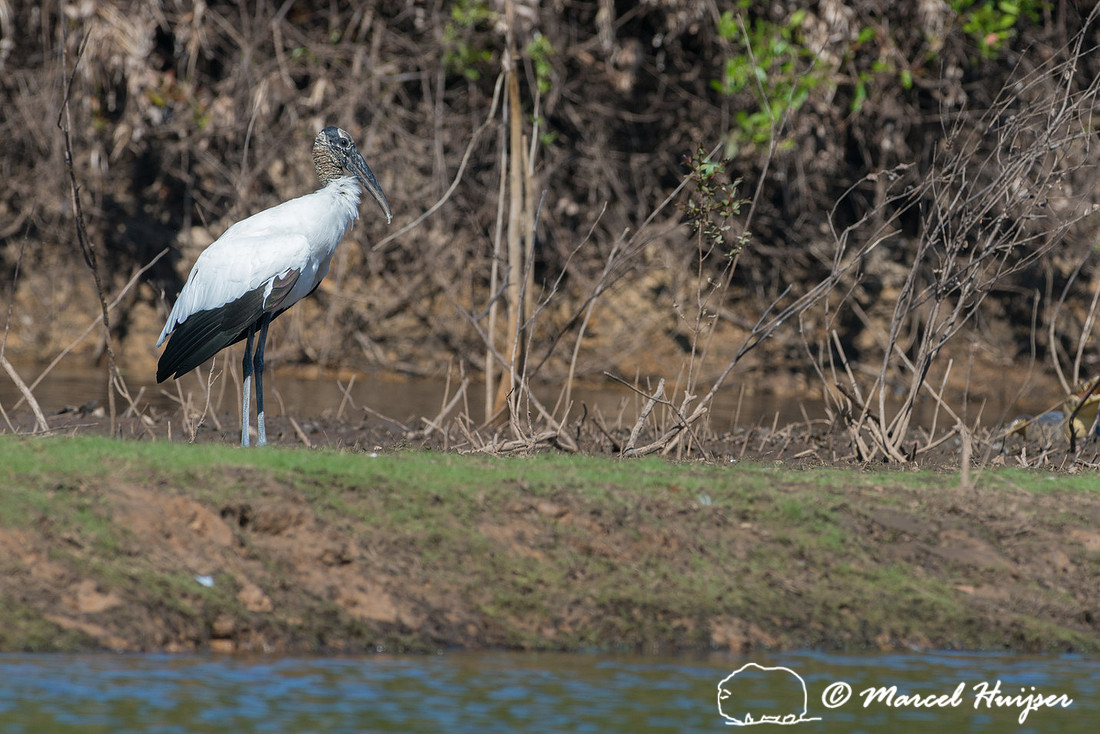 Wood stork (Mycteria americana), Pantanal, Mato Grosso do Sul, B