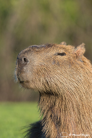 Capybara (Hydrochoerus hydrochaeris), Pantanal, Mato Grosso do S
