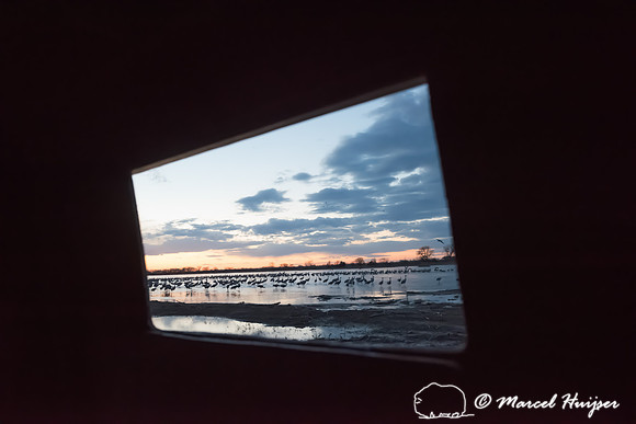 The view from the blind with sandhill cranes (Grus canadensis),