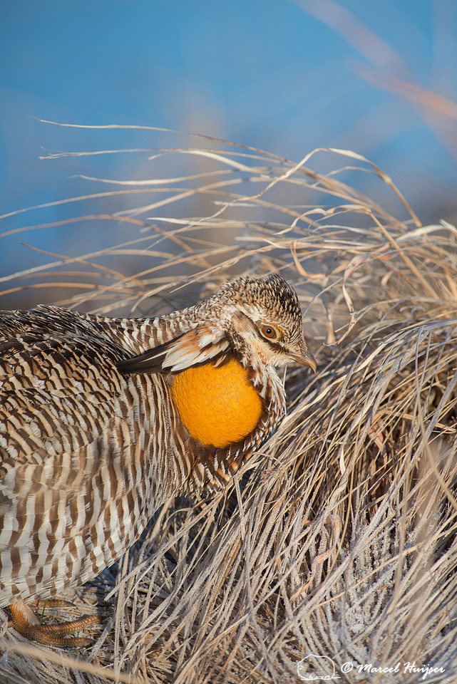 Greater prairie chicken (Tympanuchus cupido), Nebraska