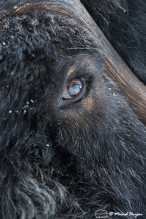 Detail of Muskox  (Ovibos moschatus) in winter, Sweden, captive
