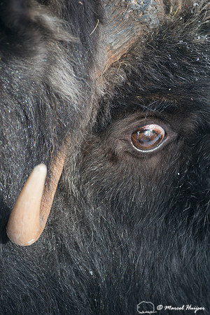 Muskox (Ovibos moschatus), Sweden (captive animal)