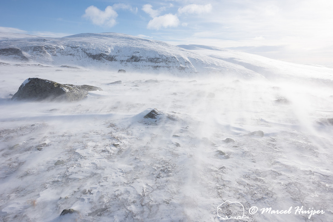 Winter landscape with blowing snow, Dovrefjell, Norway