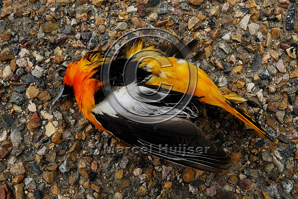 Bullock's oriole, (Icterus bullockii) roadkill, Montana, USA