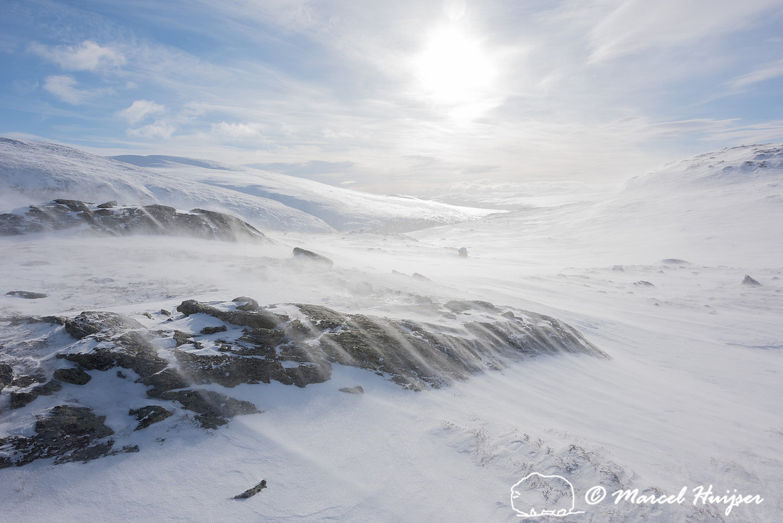 Winter landscape with blowing snow, Dovrefjell, Norway