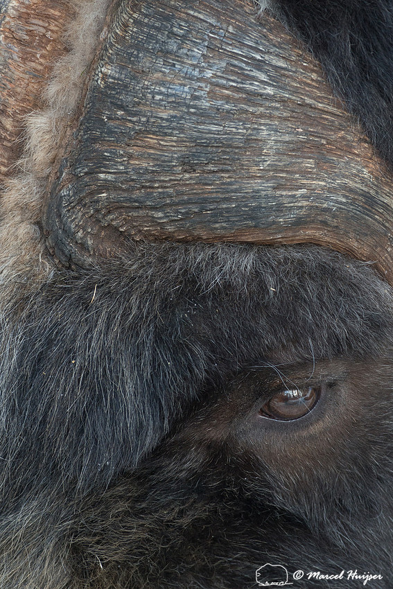 Muskox (Ovibos moschatus), Sweden (captive animal)