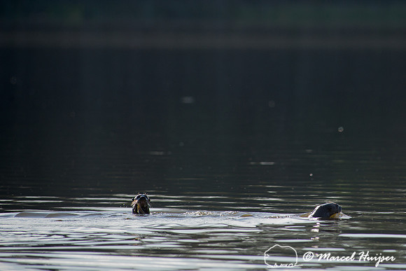 Giant river otter (Pteronura brasiliensis), Pantanal, Mato Gross