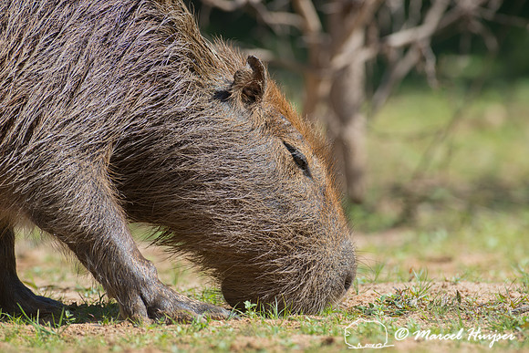 Capybara (Hydrochoerus hydrochaeris), Pantanal, Mato Grosso do S