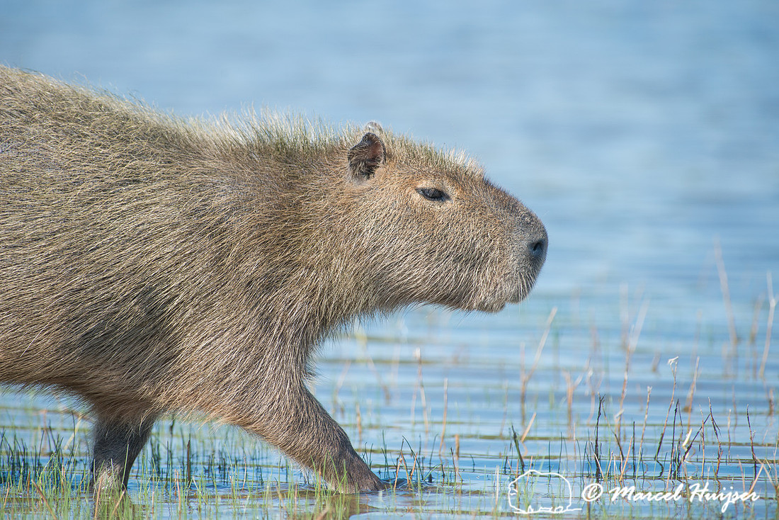 Capybara (Hydrochoerus hydrochaeris), Pantanal, Mato Grosso do S