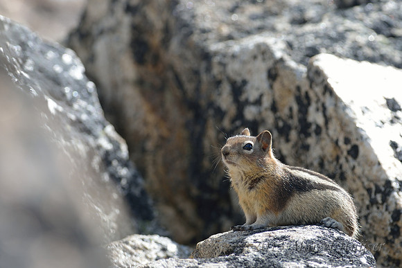 Golden-mantled ground squirrel (Callospermophilus lateralis), Montana, USA