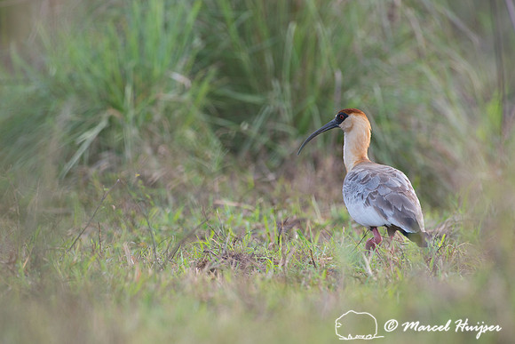 Buff-necked ibis (Theristicus caudatus), Pantanal, Mato Grosso d