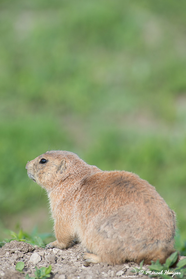 Black-tailed prairie dog (Cynomys ludovicianus), South Dakota, U