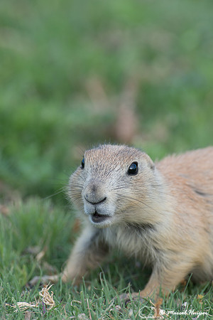 Black-tailed prairie dog (Cynomys ludovicianus), Wyoming, USA