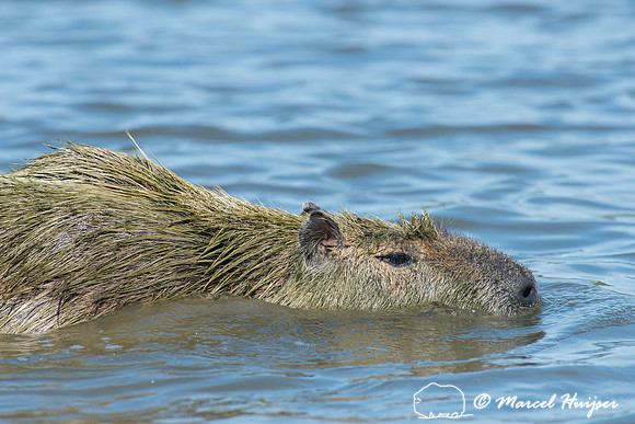 Capybara (Hydrochoerus hydrochaeris), Pantanal, Mato Grosso do S