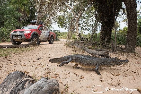 Yacare caiman (Caiman yacare), and our Mitsubishi 4x4, L200 Trit