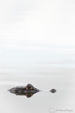 Yacare caiman (Caiman yacare), Pantanal, Mato Grosso do Sul, Bra
