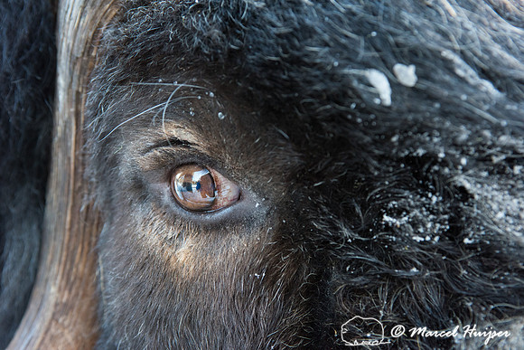 Detail of Muskox  (Ovibos moschatus) in winter, Sweden, captive