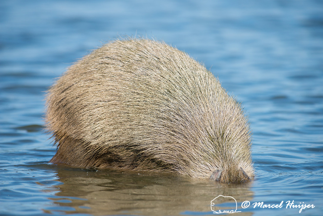 Capybara (Hydrochoerus hydrochaeris), Pantanal, Mato Grosso do S