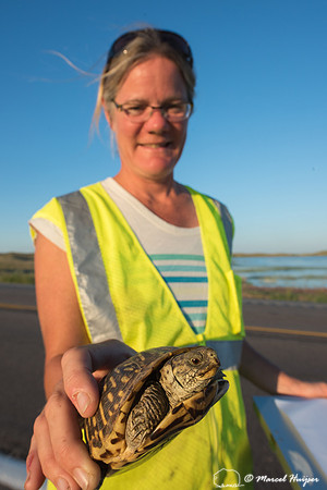 Kari Gunson  saves an Ornate box turtle (Terrapene ornata) by mo