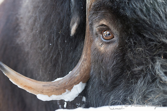 Muskox (Ovibos moschatus), Sweden (captive animal)