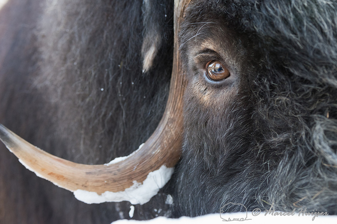 Muskox (Ovibos moschatus), Sweden (captive animal)